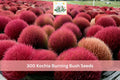 300+ Kochia Burning Bush Seeds - Bassia scoparia Ornamental Hedge, Fast-Growing Annual with Vibrant Red Fall Foliage
