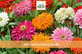 300+ Cactus Zinnia Seeds Zinnia elegans Double Bloom Mix for Garden Beds & Borders