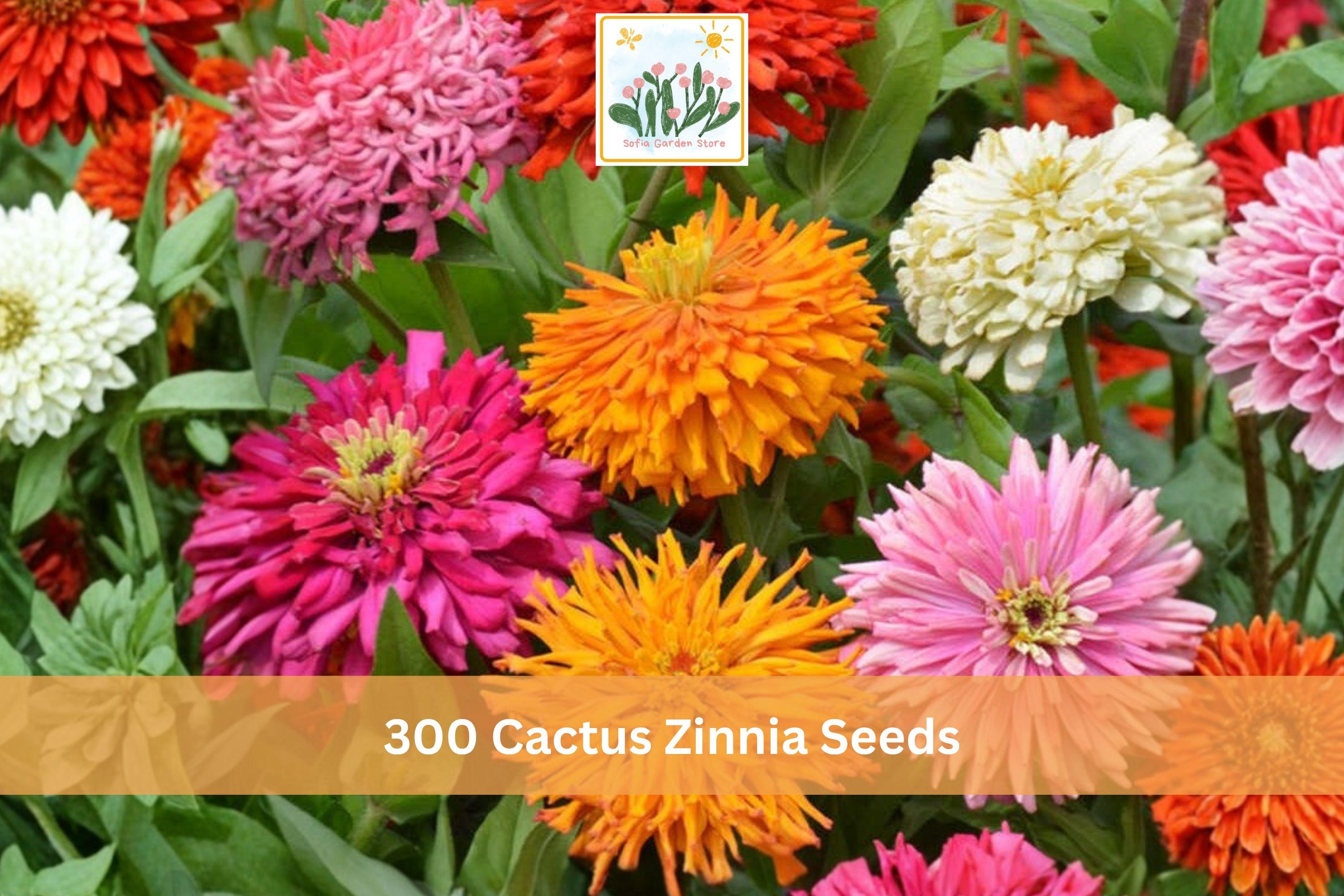 300+ Cactus Zinnia Seeds Zinnia elegans Double Bloom Mix for Garden Beds & Borders