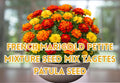 250 Mexican Hat Ratibida Columnifera Pulchra Seeds | Prairie Coneflower Native Wildflower Garden Seeds for Pollinators