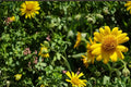 Meadow Arnica Seeds, Herbaceous Perennial, Bright Yellow Daisy Flowers, Arnica chamissonis, Wildflower Meadow Plant Seed
