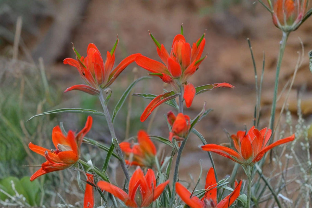 Wholeleaf Indian Paintbrush Seeds, Castilleja integra, Perennial Wildflower, Red to Orange Bracts, Prairie and Dry Landscape Plant