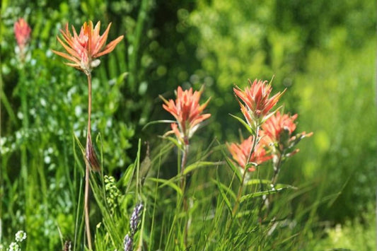 Aspen Paintbrush Seeds 100 Pack – Castilleja miniata Wildflower Perennial for Meadow, Slope, Native Plant, Bright Red Bracts