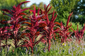 Red Garnet Amaranth Seeds – Herbaceous Annual with Deep Red Foliage – Amaranthus tricolor, Ornamental Border Plant, 100 Seeds