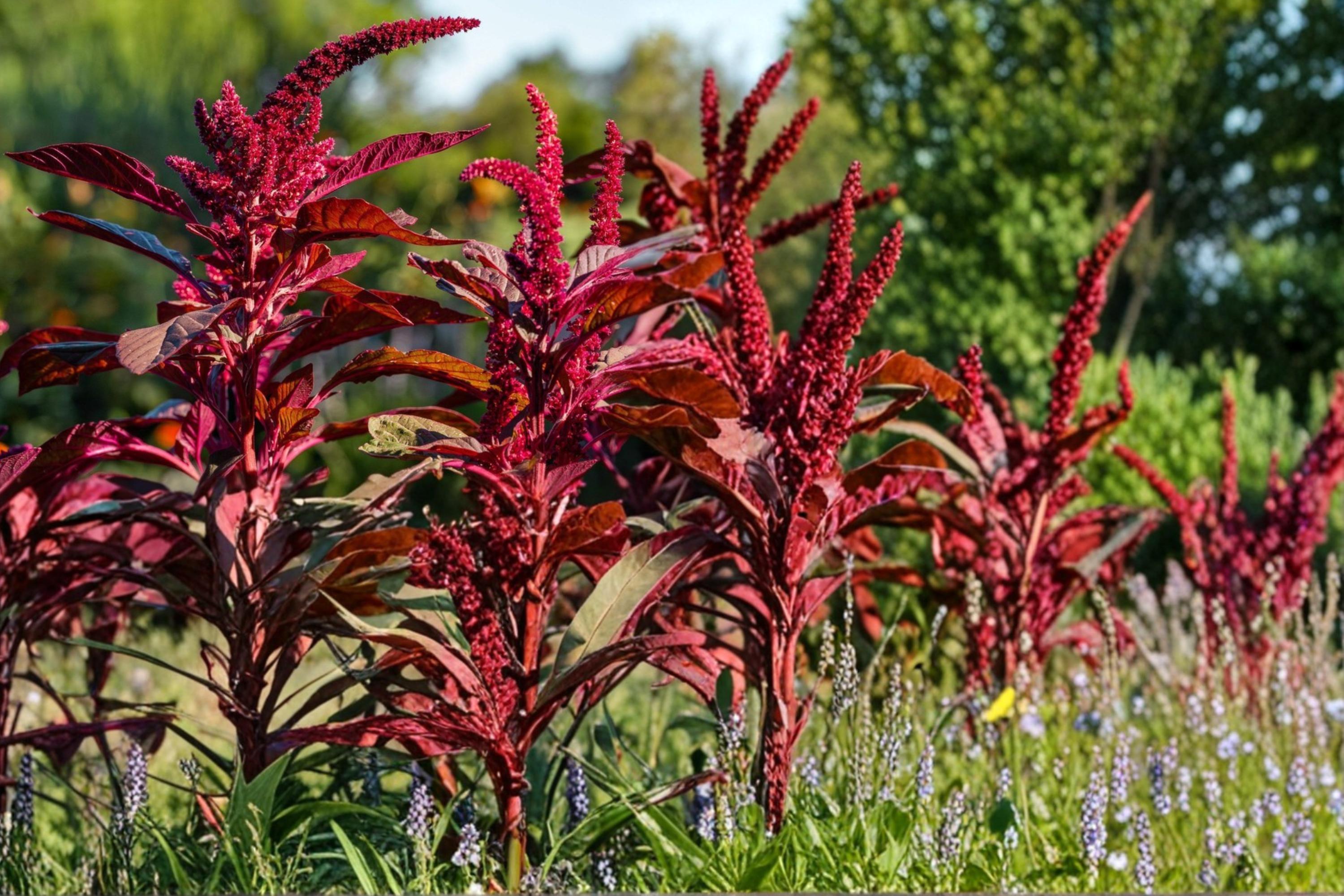 Red Garnet Amaranth Seeds – Herbaceous Annual with Deep Red Foliage – Amaranthus tricolor, Ornamental Border Plant, 100 Seeds