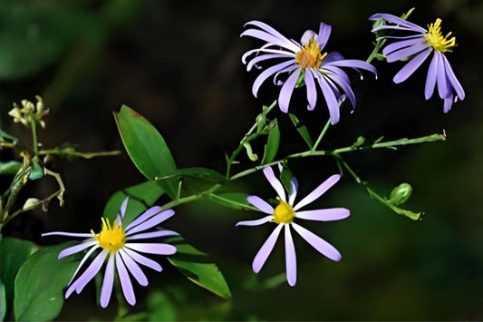 Goldfields Wildflower Seeds - Bright Yellow Daisy-Like Blooms - Lasthenia glabrata - Native Pollinator Garden Planting Kit
