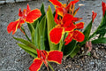 Lucifer Canna Lily Bulbs – Red Flowering Perennial Canna Plant for Garden Beds & Containers