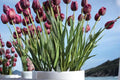 Brittney's New Girl Tulip Bulbs – Pastel Flowering Perennial Tulipa for Garden Beds & Containers