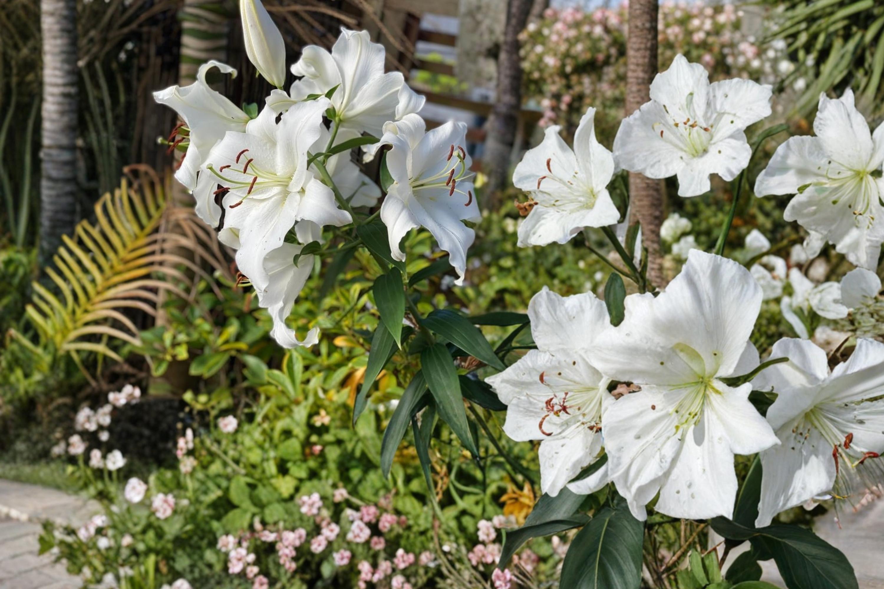 Riverdale White Asiatic Lily Bulbs – Lilium, 5 Pack, White Flowers, Perennial Garden Bulbs for Borders & Cut Flowers