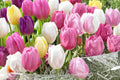 Pastel Mix Tulip Bulbs – Tulipa, Spring Flowering, Soft Pastel Colors, Garden & Container Planting, 20 Bulbs