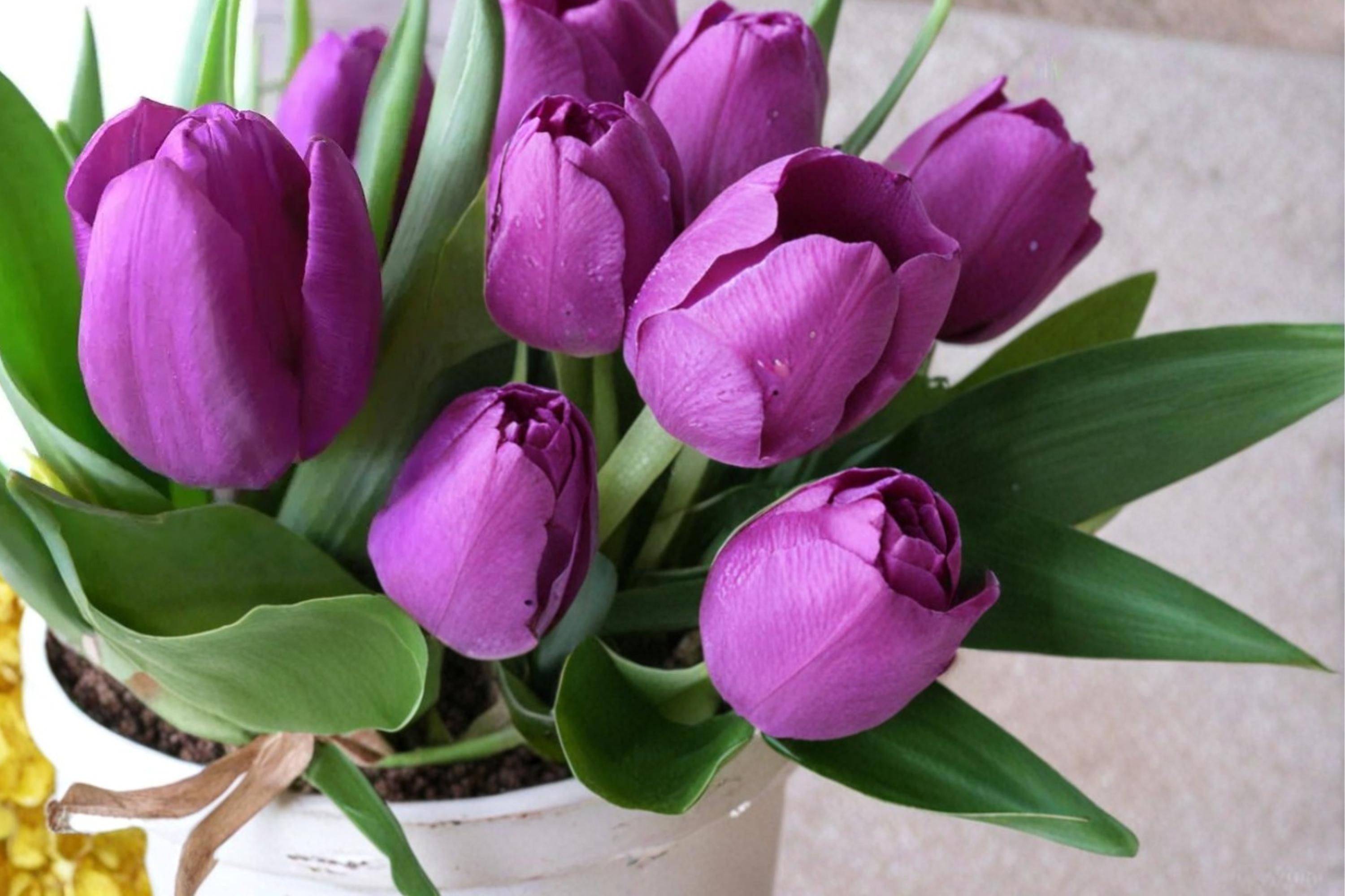 Purple Tulip Bulbs – Tulipa, Spring Flowering Perennial Bulbs for Garden Beds & Containers, Rich Purple Blooms
