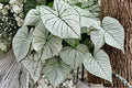 Snow White Caladium Bulbs – Decorative White and Green Foliage Plant for Shade Gardens and Containers