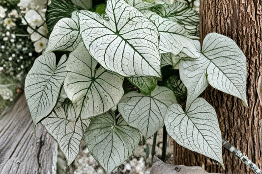 Snow White Caladium Bulbs – Decorative White and Green Foliage Plant for Shade Gardens and Containers