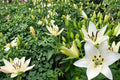 Navona White Asiatic Lily Bulbs – Lilium asiatica, Hardy Perennial, White Flower, Garden Bulb, Outdoor Border, Landscape Plant