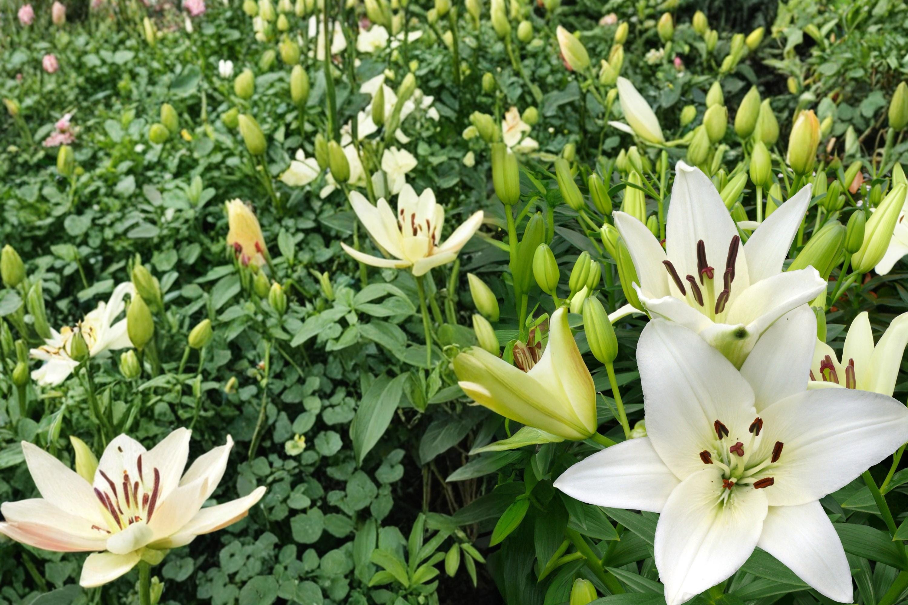 Navona White Asiatic Lily Bulbs – Lilium asiatica, Hardy Perennial, White Flower, Garden Bulb, Outdoor Border, Landscape Plant