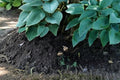 Canada Blue Hosta Bare Root Plants – Shade-Loving Perennial with Blue-Green Foliage, Lavender Flowers, Hosta spp.