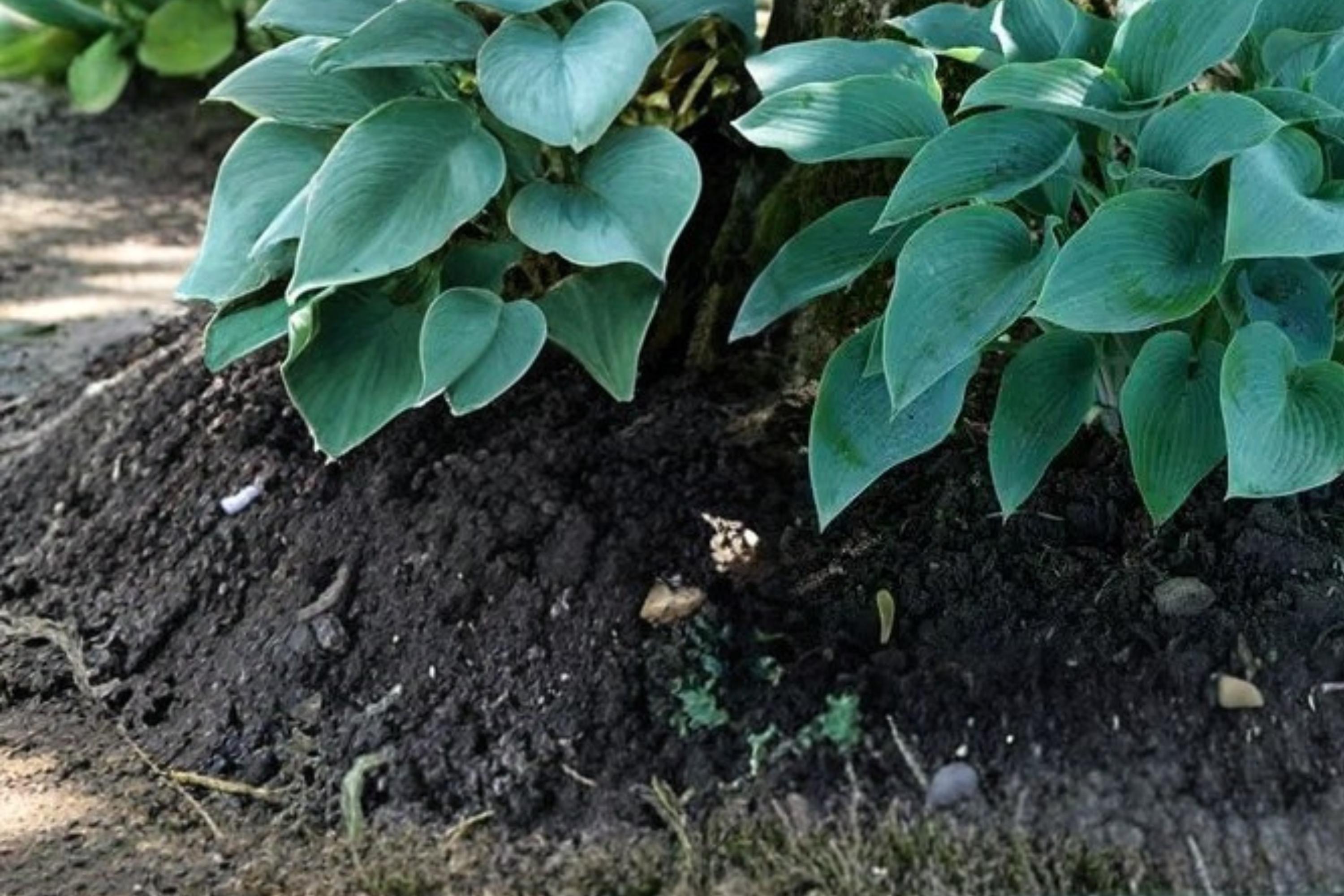 Canada Blue Hosta Bare Root Plants – Shade-Loving Perennial with Blue-Green Foliage, Lavender Flowers, Hosta spp.