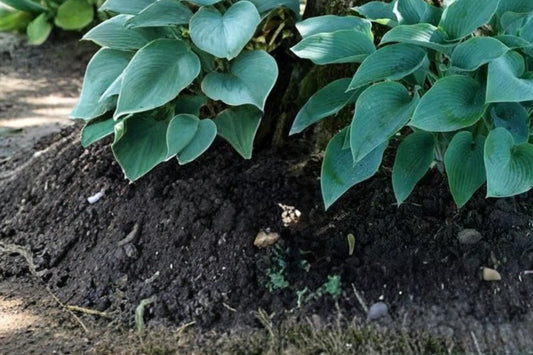Canada Blue Hosta Bare Root Plants – Shade-Loving Perennial with Blue-Green Foliage, Lavender Flowers, Hosta spp.