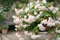 White Double Hanging Basket Begonia Bulb – Begonia x tuberhybrida, Trailing Flowering Plant for Patio, Porch, Indoor & Outdoor Gardens
