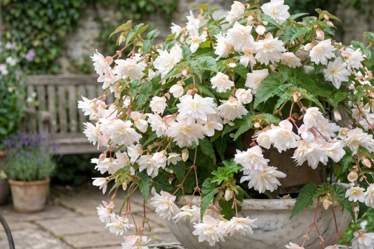 White Double Hanging Basket Begonia Bulb – Begonia x tuberhybrida, Trailing Flowering Plant for Patio, Porch, Indoor & Outdoor Gardens