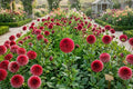 Giant Ball Dahlia Bulb Tuber Clump – Copper Boy, 4-5 Inch Blooms, Dahlia pinnata, Flowering Bulb for Garden, Cut Flowers, Landscape