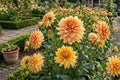 Dinnerplate Dahlia Tuber Clump - Hamari Gold - Golden Honey Flower Bulb - Dahlia variabilis