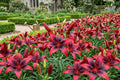 Asiatic Lily Bulb London Heart Tango Perennial Flower Live Bulb Lilium asiaticum