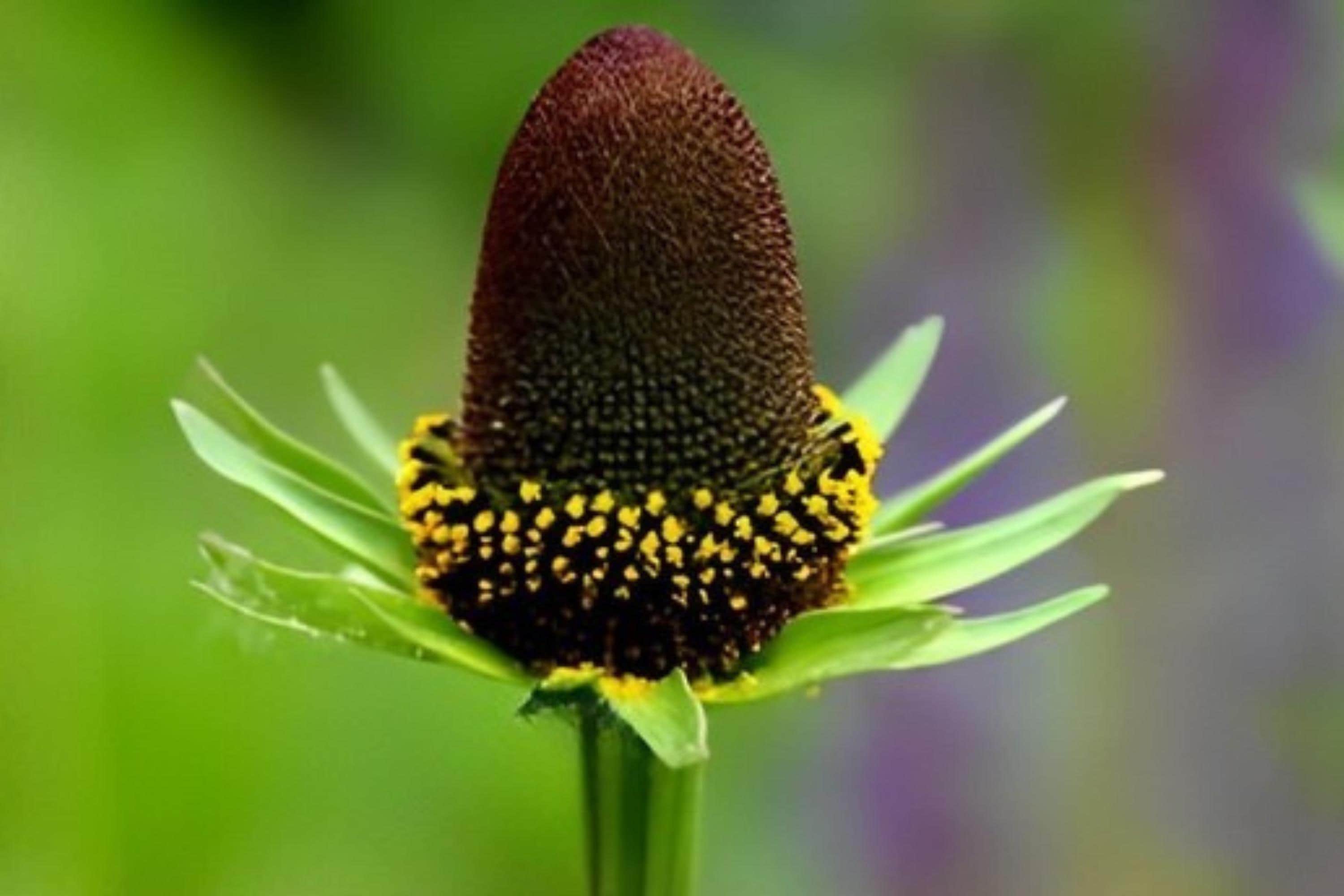 White Prairie Clover Seeds (Dalea candida) – Native Wildflower for Pollinators, Drought Tolerant, Soil-Improving, Native Prairie Plant