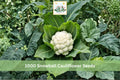 Snowball Cauliflower Seeds, Heirloom Brassica oleracea, White Heads, Cool-Season Vegetable, 1000+ Seeds