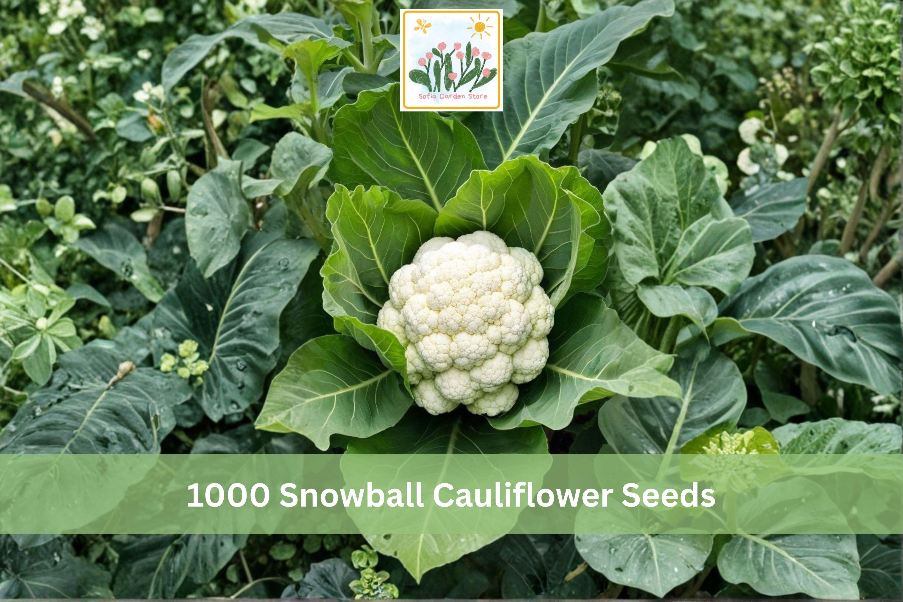 Snowball Cauliflower Seeds, Heirloom Brassica oleracea, White Heads, Cool-Season Vegetable, 1000+ Seeds