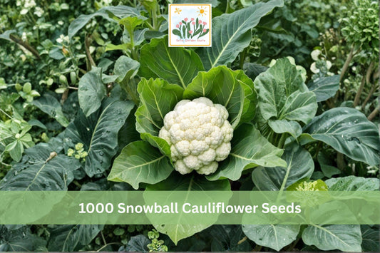 Snowball Cauliflower Seeds, Heirloom Brassica oleracea, White Heads, Cool-Season Vegetable, 1000+ Seeds