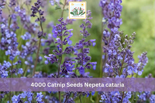 Catnip Seeds, 4000+ Nepeta cataria Perennial Herb for Garden, Container, Herb Bed