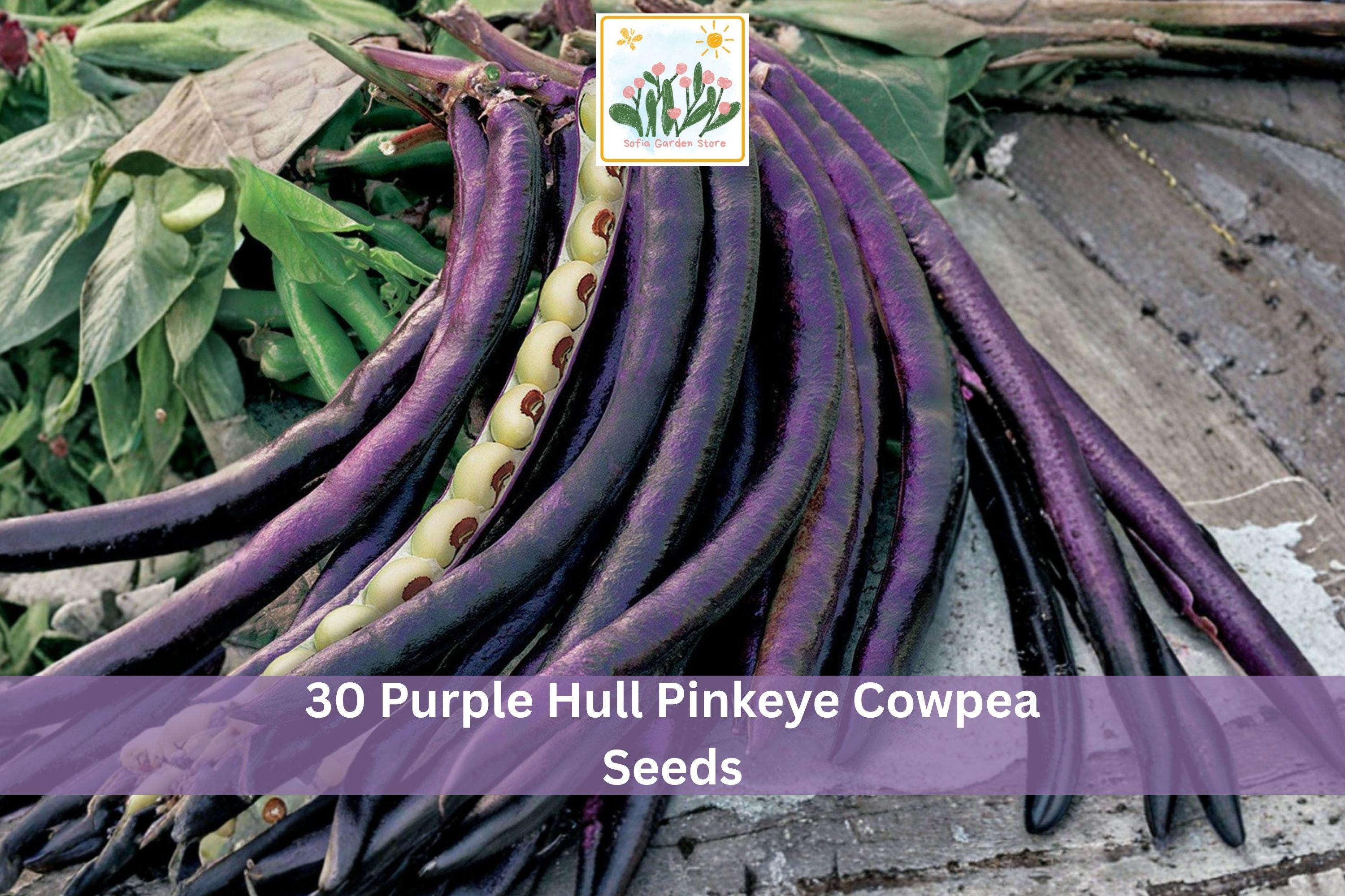 30+ Purple Hull Pinkeye Cowpea Seeds | Vigna unguiculata Legume for Garden, Full Sun, Warm Climate