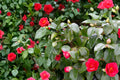 Japanese Camellia Seeds – Camellia japonica, Evergreen Flowering Shrub for Partial Shade Gardens