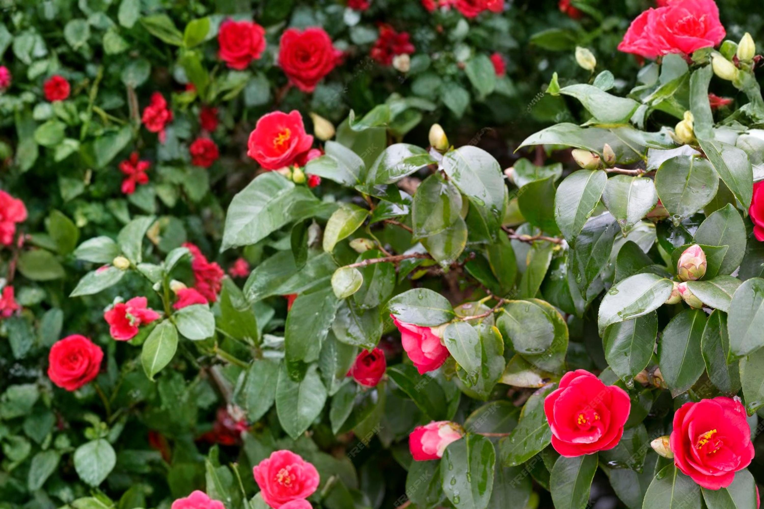 Japanese Camellia Seeds – Camellia japonica, Evergreen Flowering Shrub for Partial Shade Gardens