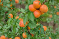 Apricot Tree Seedling – Prunus armeniaca – Fruit-Bearing Young Orchard Tree for Garden or Home Planting