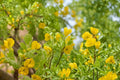 Siberian Peashrub Seeds – Caragana arborescens Hardy Shrub for Hedging and Windbreaks, Yellow Flowers, 30 Seeds
