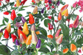 5 Color Pepper Seeds – Capsicum annuum, Multicolor Ornamental and Edible Plant, Compact Garden and Container Pepper Seed
