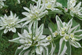 Mountain Snow Flower Seeds – Euphorbia marginata, Variegated White-Edged Bracts, Ornamental Annual for Garden Borders