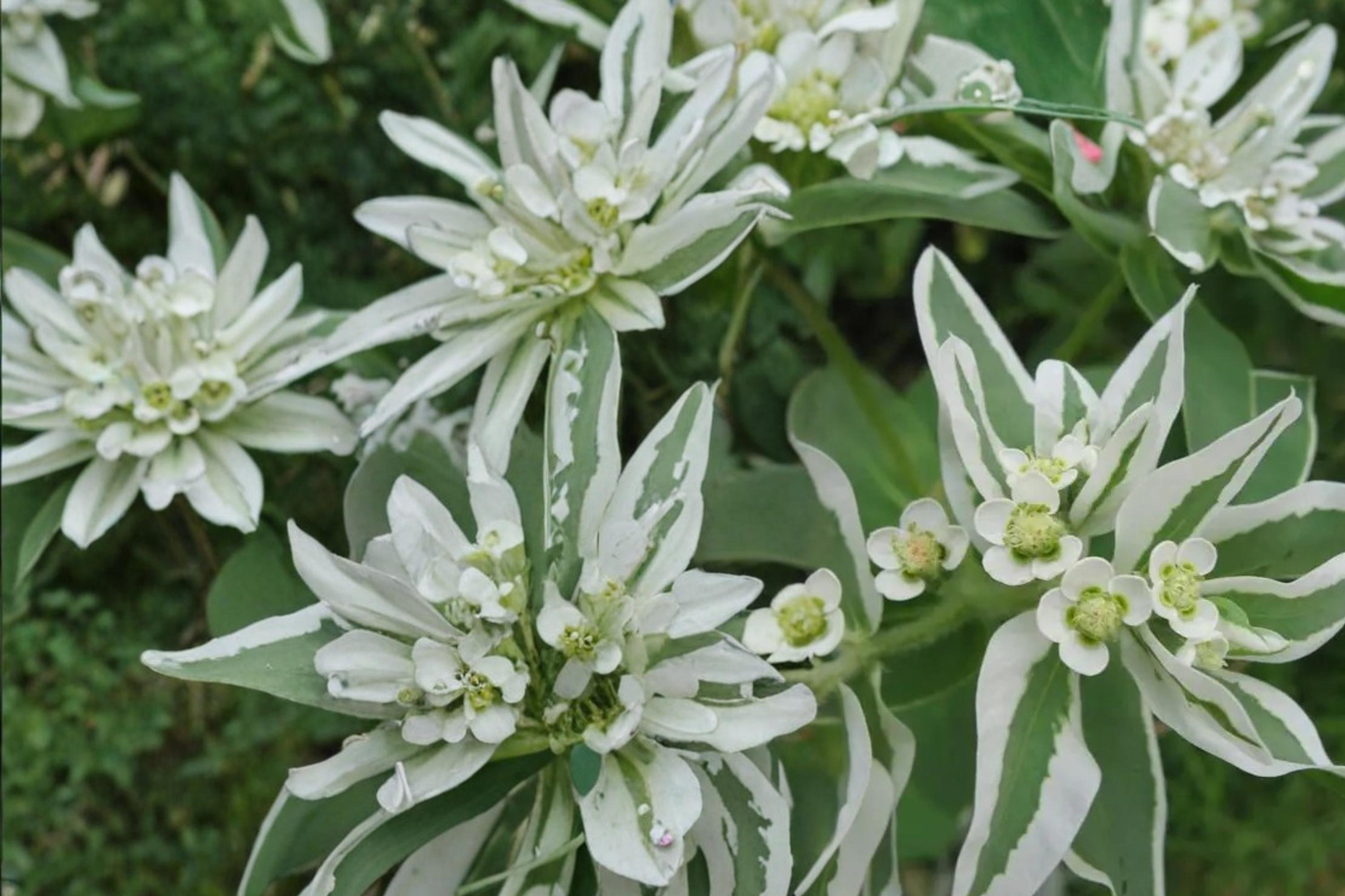 Mountain Snow Flower Seeds – Euphorbia marginata, Variegated White-Edged Bracts, Ornamental Annual for Garden Borders