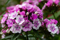 Purple Orchid Tree Seeds | Bauhinia purpurea | Ornamental Tropical Tree with Vibrant Purple Blooms