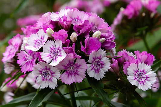 Purple Orchid Tree Seeds | Bauhinia purpurea | Ornamental Tropical Tree with Vibrant Purple Blooms
