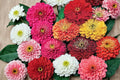 California Giant Zinnia Seeds – 250 Pack, Zinnia elegans, Bright Colorful Flowers, Garden & Container Planting