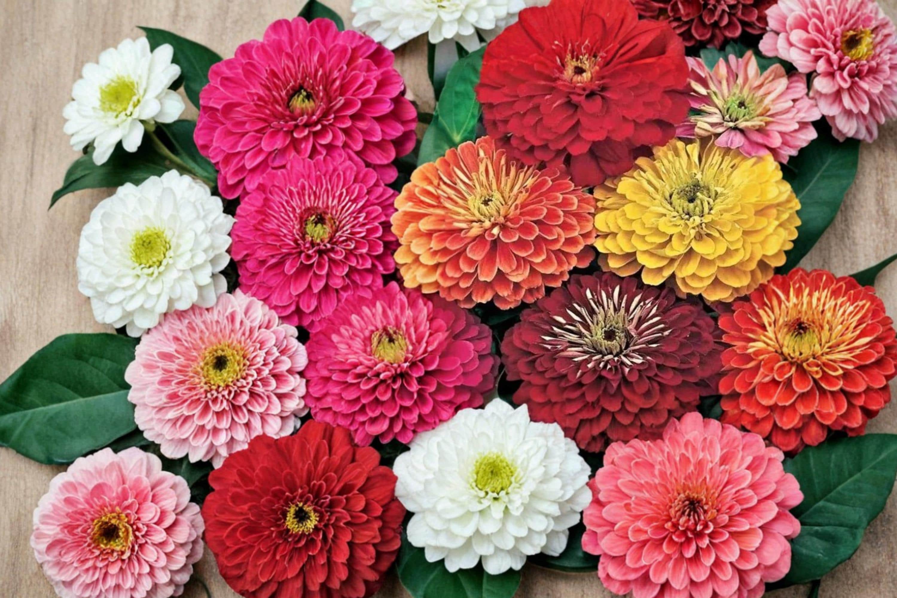 California Giant Zinnia Seeds – 250 Pack, Zinnia elegans, Bright Colorful Flowers, Garden & Container Planting