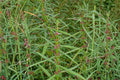 Scarlet Toothcup Seeds 1000 Ammannia coccinea Wetland Annual Plant for Pond Edges & Marshes