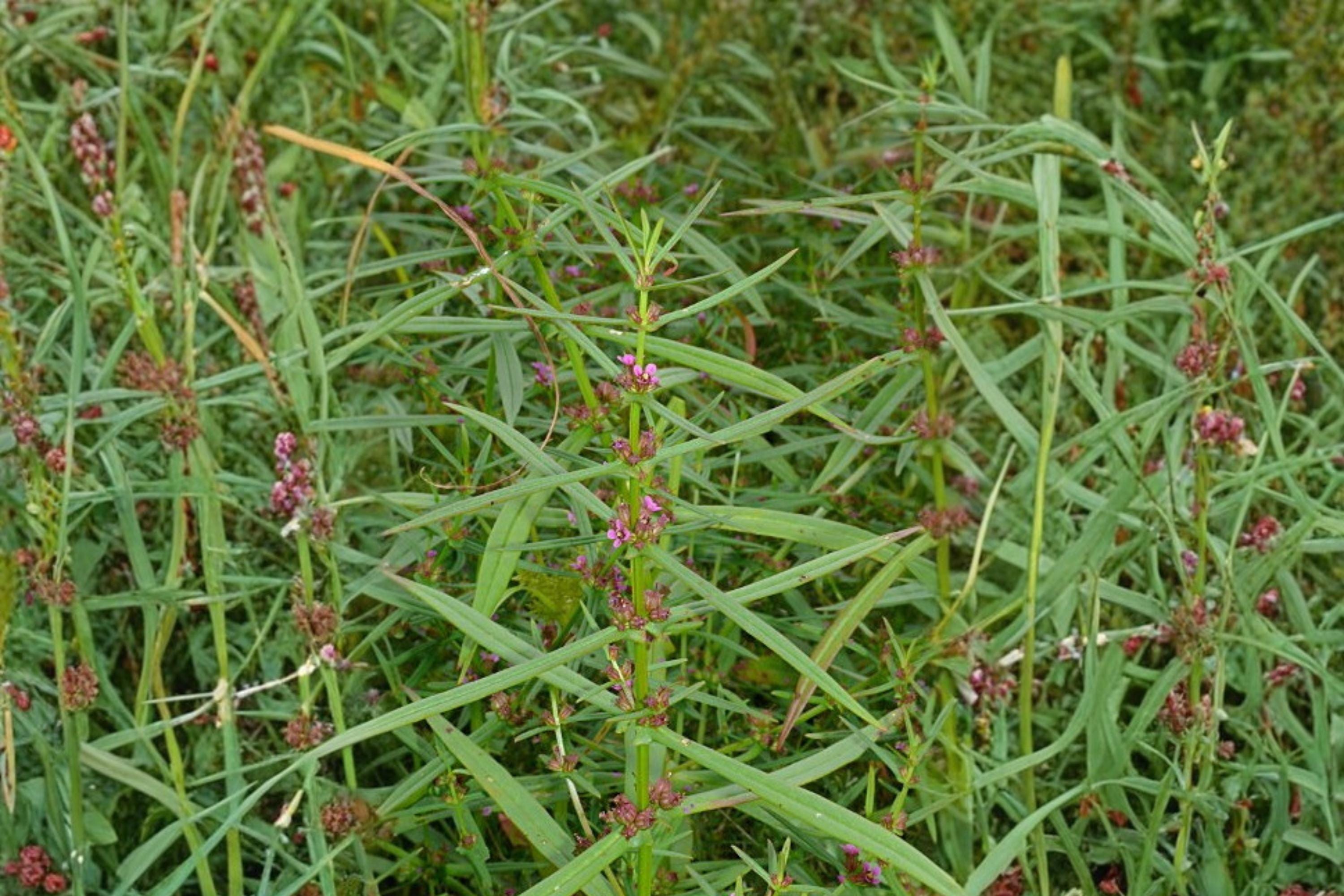 Scarlet Toothcup Seeds 1000 Ammannia coccinea Wetland Annual Plant for Pond Edges & Marshes