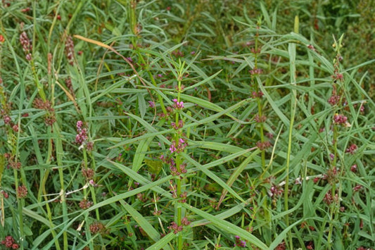 Scarlet Toothcup Seeds 1000 Ammannia coccinea Wetland Annual Plant for Pond Edges & Marshes