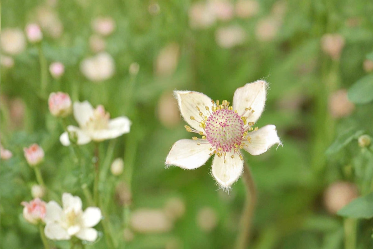 Thimbleweed Seeds – 100 Seeds, White Wildflower, Anemone cylindrica, Herbaceous Perennial for Prairies and Meadows