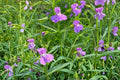 Monkey Flower Seeds 1000 Pack – Mimulus ringens – Native Perennial with Blue to Violet Tubular Flowers for Wetlands & Pond Edges