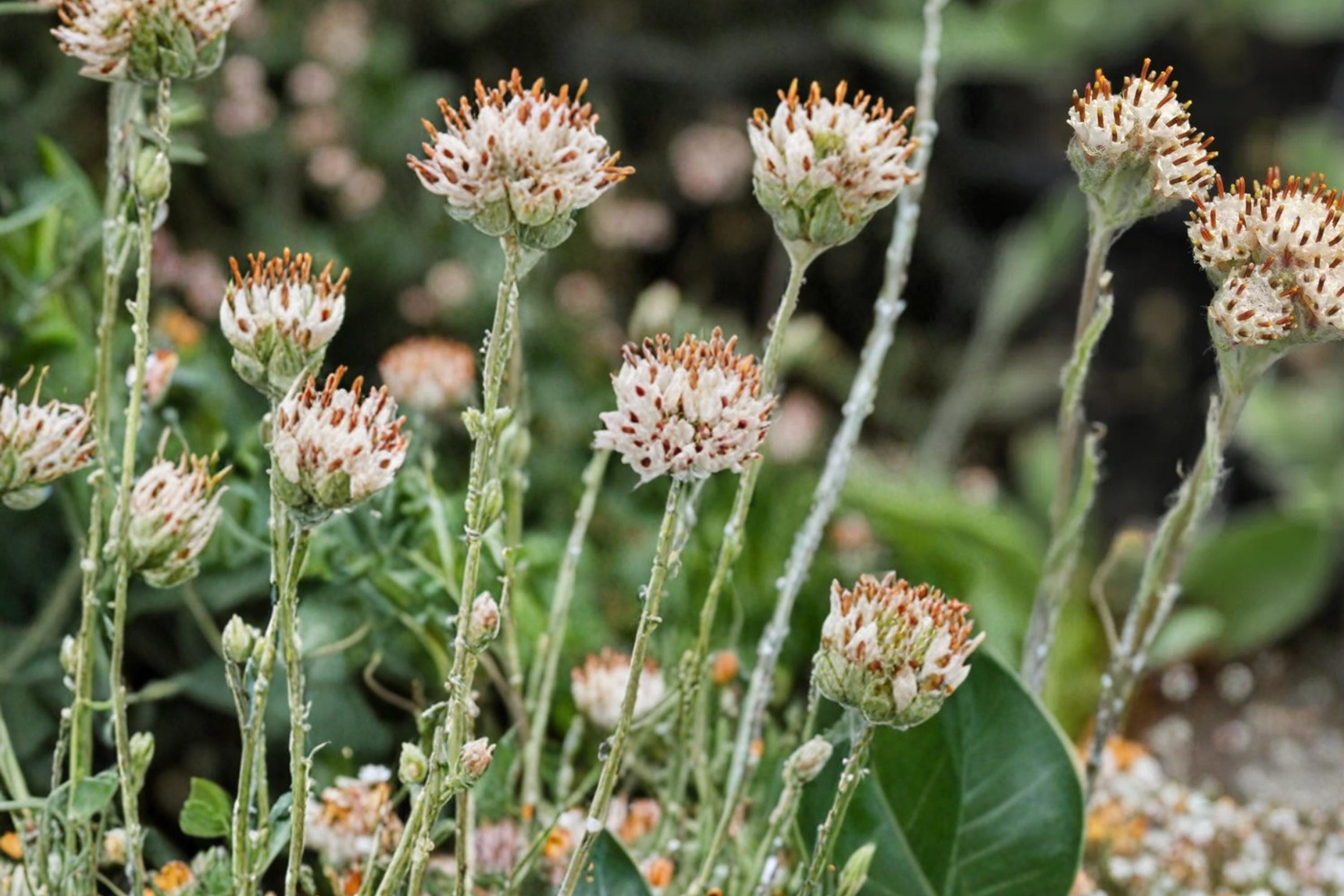 Prairie Pussytoes Seeds – Antennaria neglecta Herbaceous Perennial with White Flowers for Rock Gardens & Ground Cover